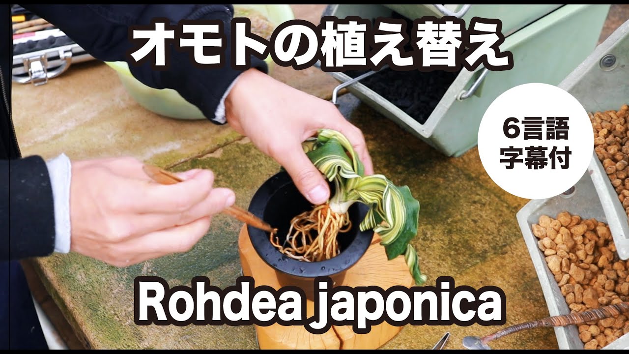 【オモト】植替え 田哲園編