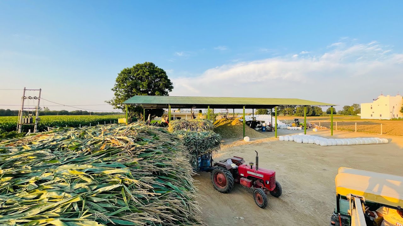 ਆਓ ਜਾਣੀਏ ਸਾਇਲਜ ਪਲਾਂਟ ਬਾਰੇ | Let's know about silage plant 🌽🌽🐄🐮