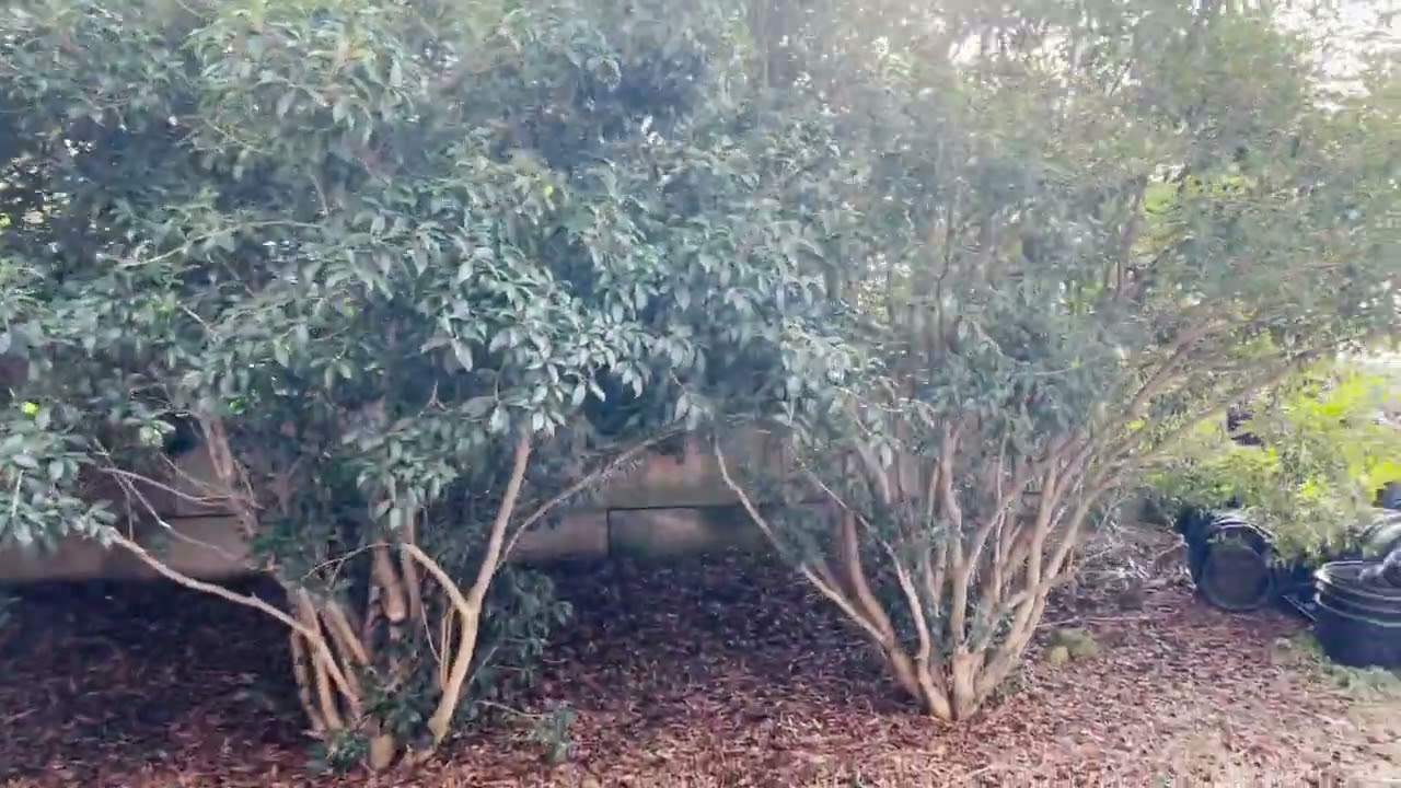 Transforming Spaces Naturally: The Fragrant Tea Olive Privacy Solution | Wilson's Landscaping