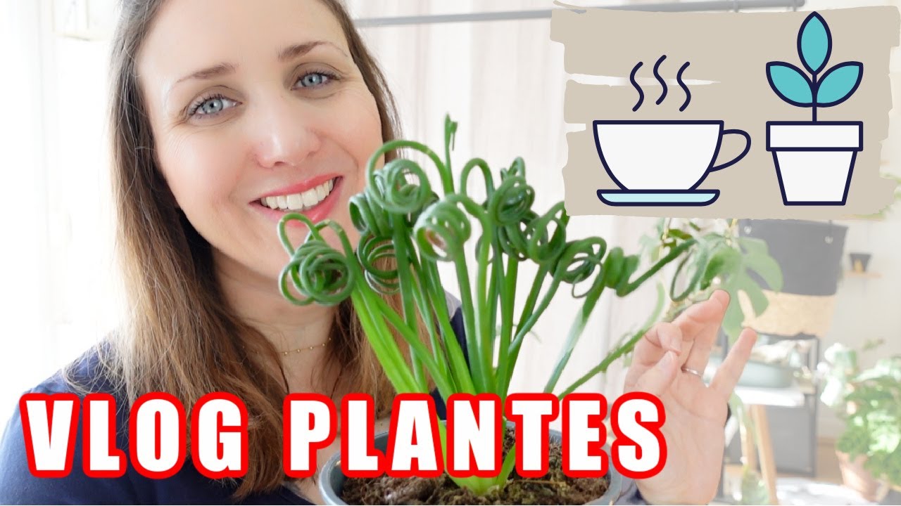 ☕️🌿 CAFÉ PLANTES : VLOG JUNGLE URBAINE (plantation, bouture, lutte contre les thrips...) 🪴