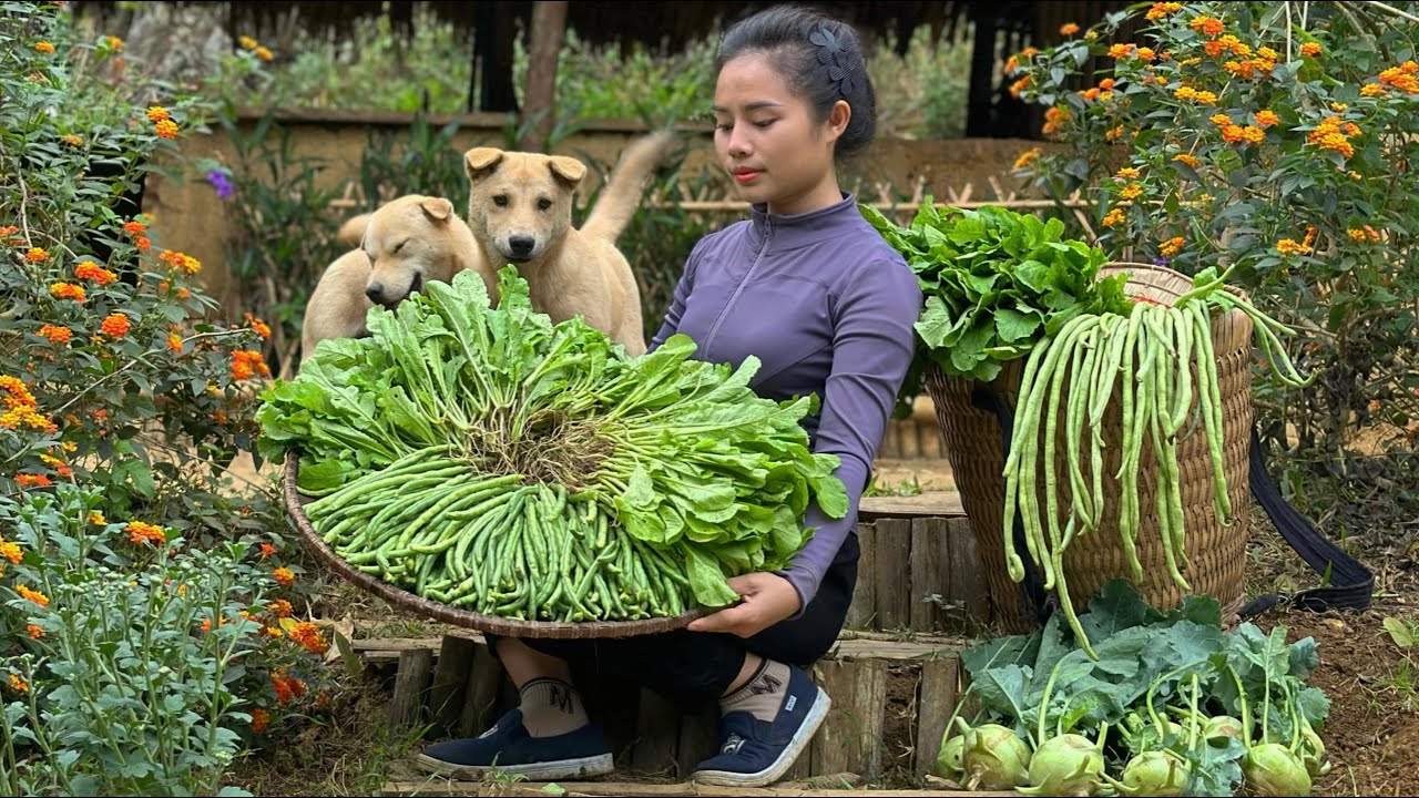 Harvest kohlrabi, upland beans, and bok choy to sell at the market