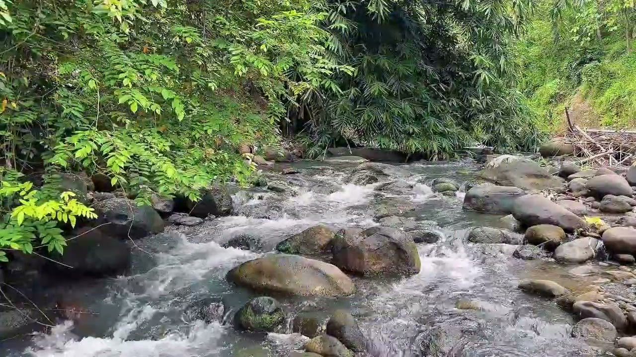 Calming River in Green Forest for Deep Relaxation and Peaceful Sleep