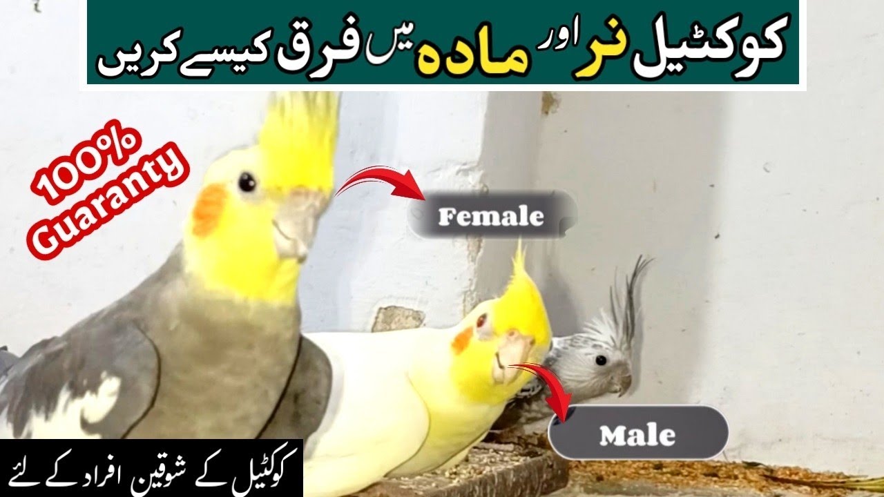 5 Simple way to identify Cockatiel Gender | Cockatiel Bird Sound | Cockatiel Male Female Difference