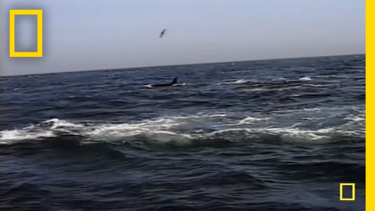A Deadly Migration | National Geographic
