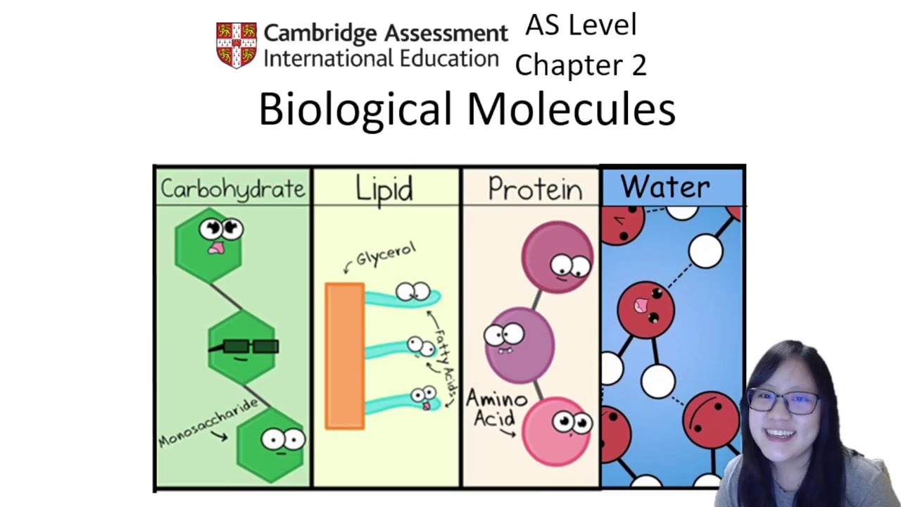 Chapter 2.1 - Carbohydrates | Cambridge A-Level 9700 Biology