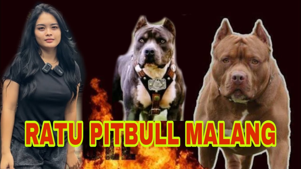 GREBEK MARKAS RATU PITBULL MALANG ‼️ PUNYA 30 EKOR PITBULL