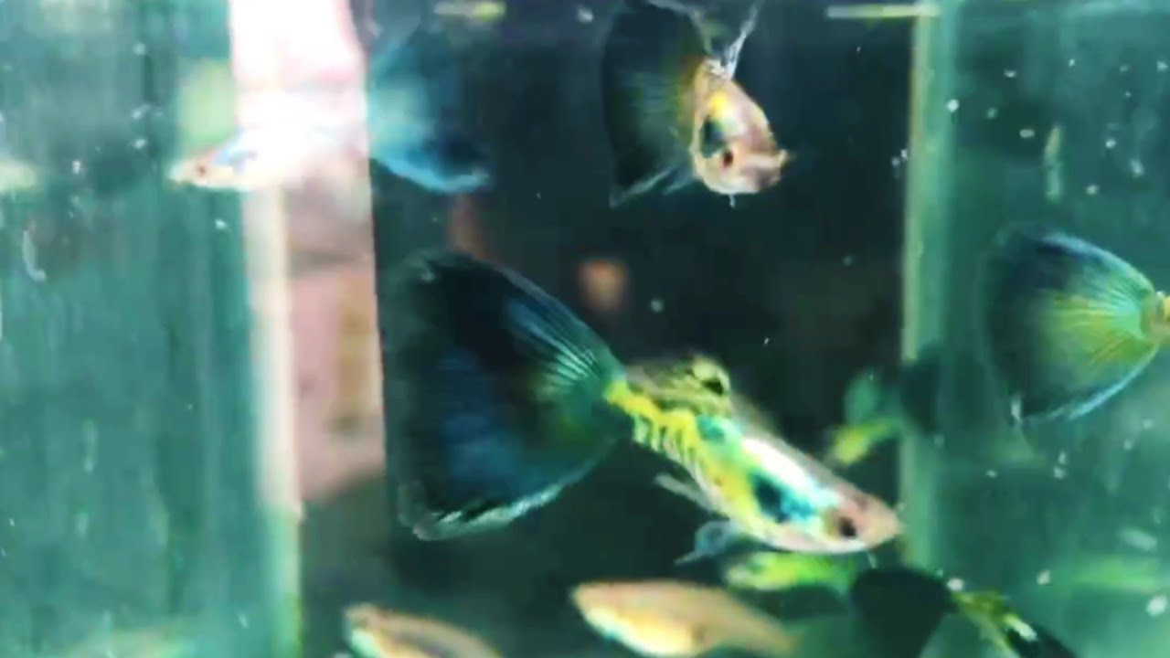Combo Guppies Siêu Đẹp - Cá Bảy Màu Giống , bao ship cho anh em nhé