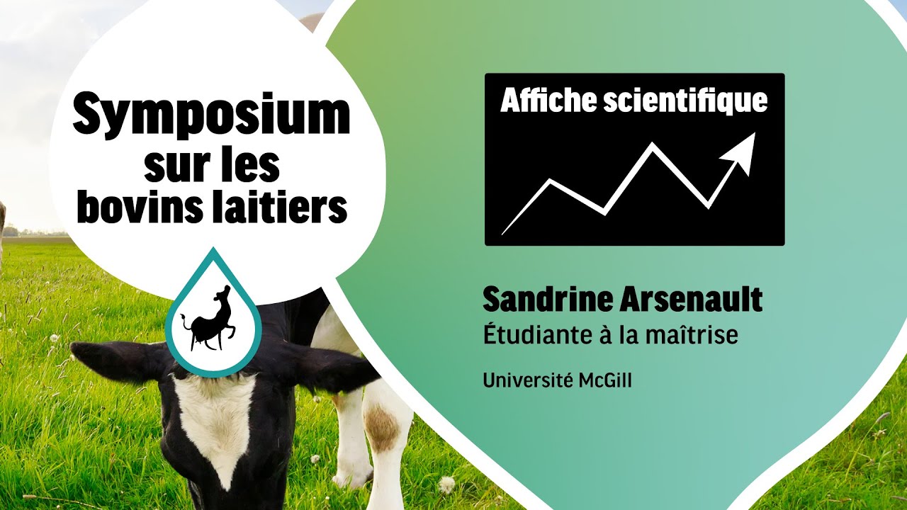 Repenser le logement des vaches laitières pour optimiser le bien-être animal...