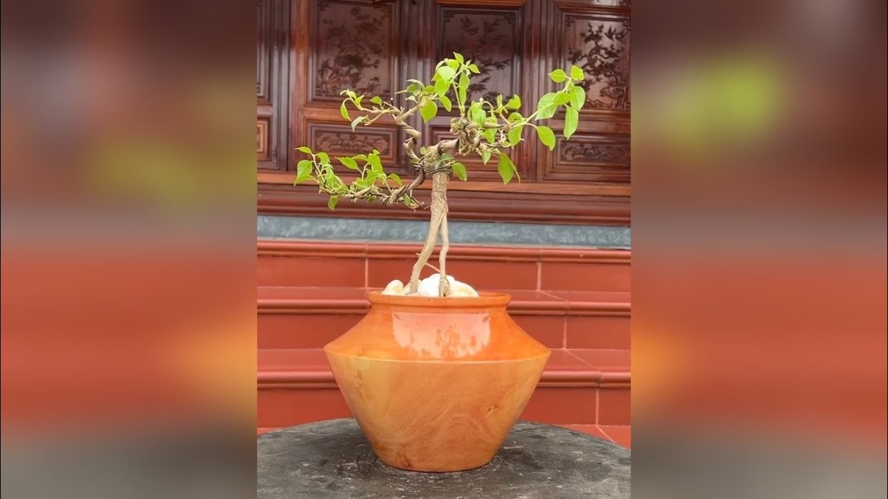 在车床上将一块木头变成盆景艺术的惊人创意 木工车床技艺精湛，刀法精准，巧妙雕琢木材曲线，打磨出光滑纹理，展现手工艺术之美。