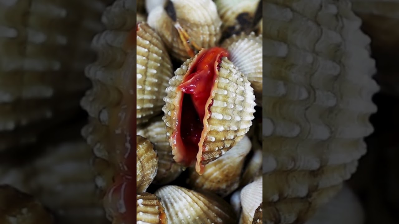 Cockles: Tiny Shells, Big Story 🦪 #cockle #clam  #food
