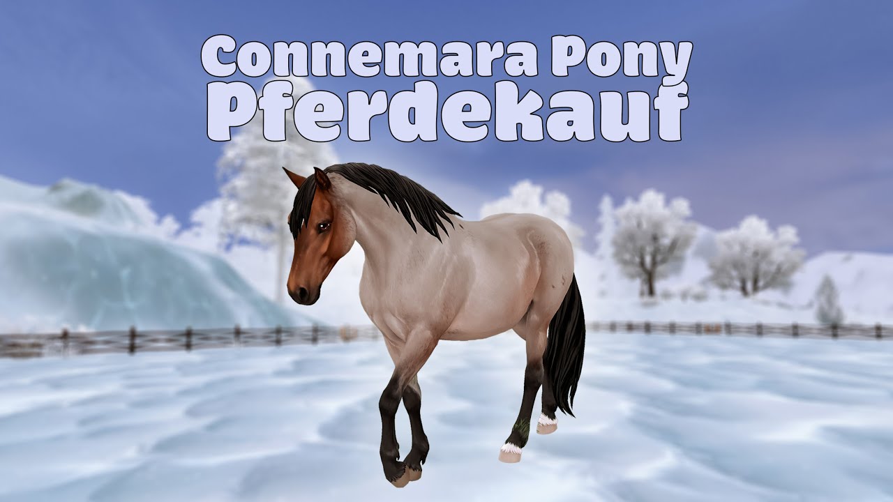 Ich kaufe ein NEUES Connemara Pony! Pferdekauf 🐴  Star Stable Online [SSO]