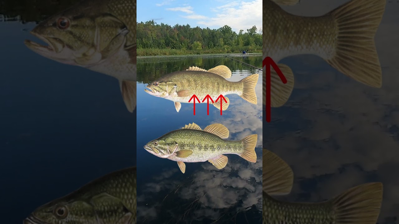 Largemouth Bass vs. Smallmouth Bass