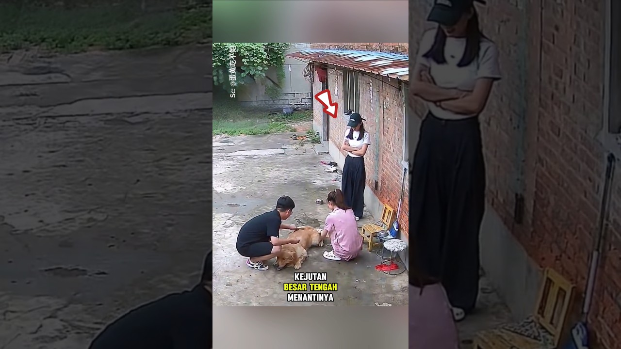 Momen mengharukan saat Anjing Ini akhirnya bertemu lagi dengan pemiliknya