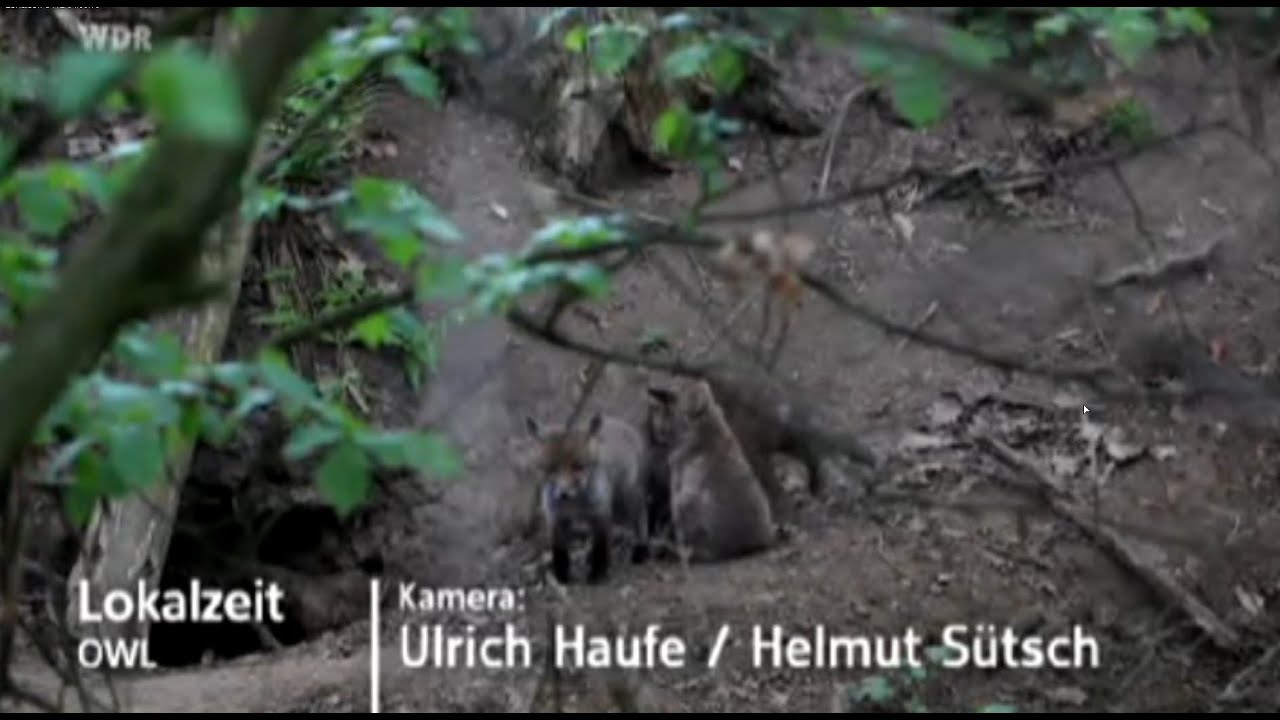 Nachwuchs im Fuchsbau