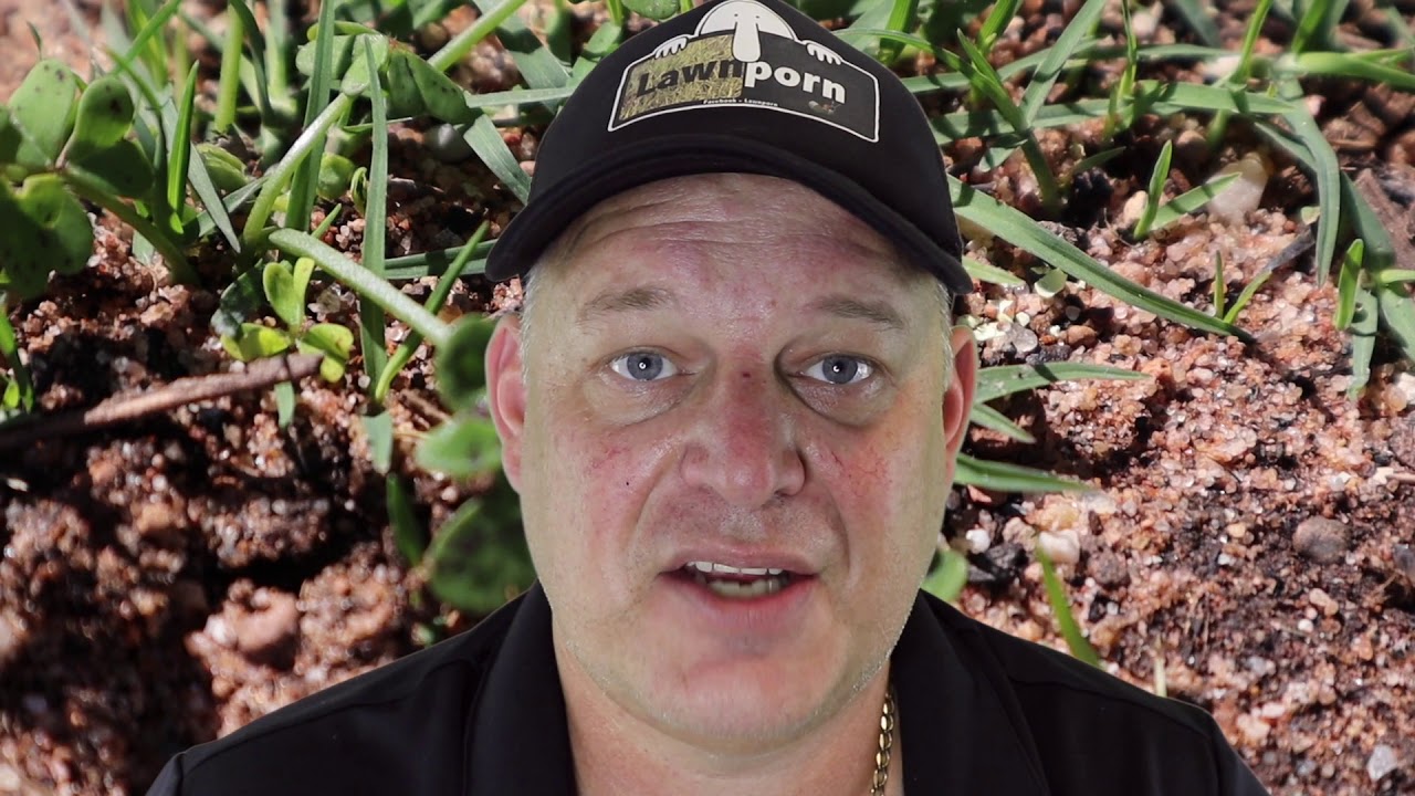 Fixing a Terrible Lawn Part 3 Couch:Bermuda // How to Kill SourSobs // Foliar Spray Tips