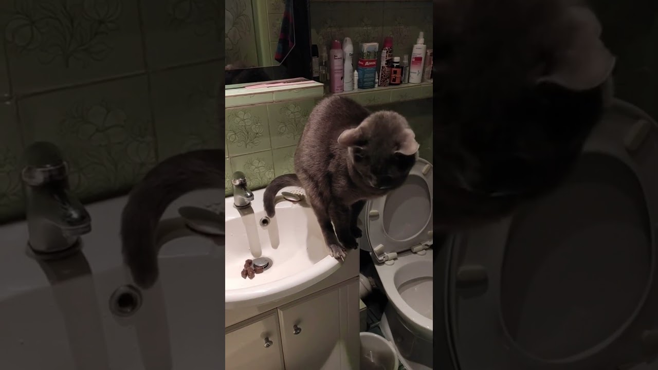 Kotek zrobił kupę do umywalki! 😱🤣