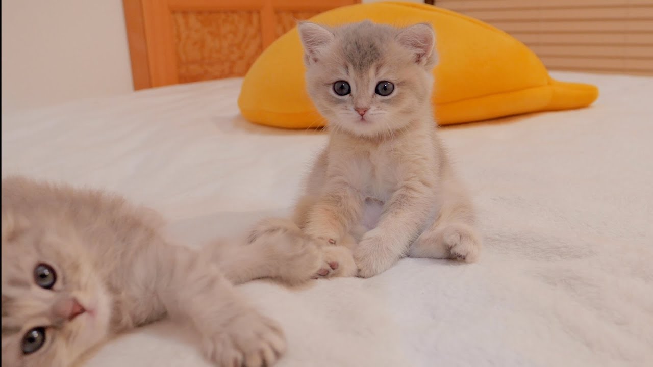 Котёнок, посидевший некоторое время, пока засыпал, был таким милым...