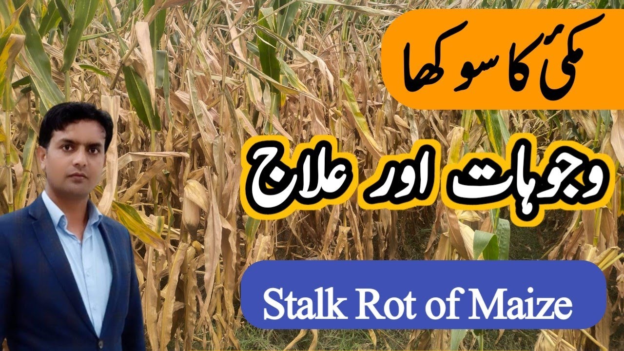 مکئ کے ٹانڈوں کا سوکھ جانا | Stalk Rot of Maize | Fusarium Stalk fo of corn