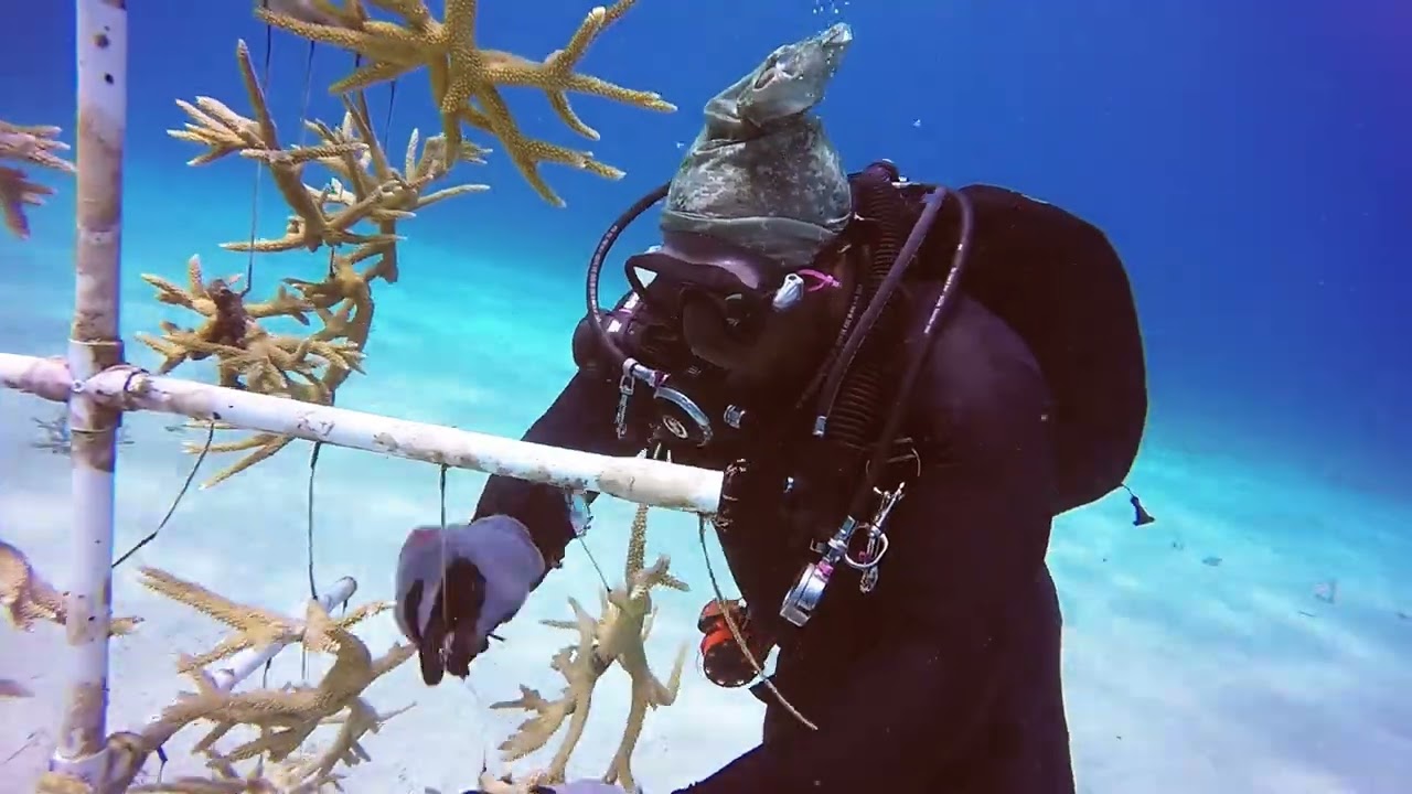 Карибские кораллы с Колином. Часть 2.