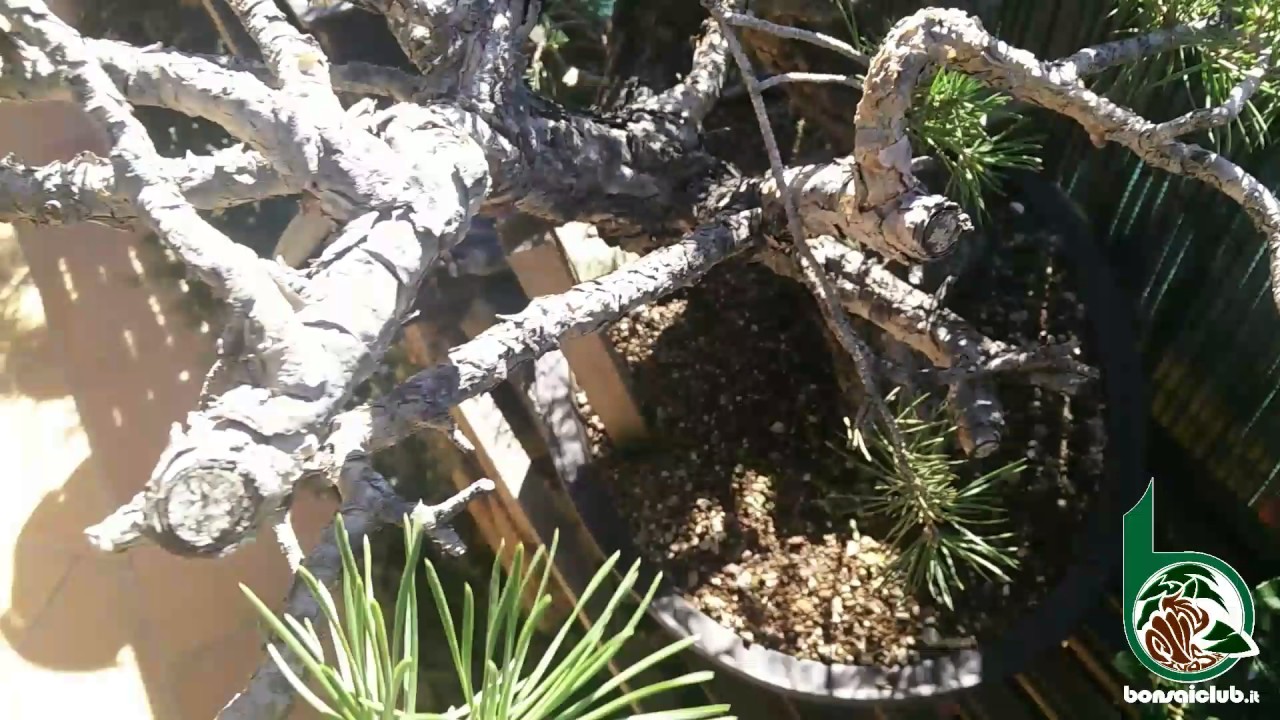 Potatura mirata per preparare il palco di un bonsai