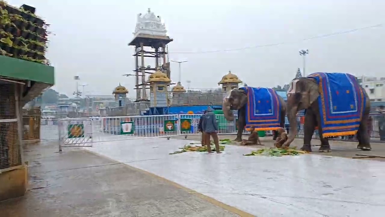 Tirumala Srivari Temple Beautiful View | Devotees In Queue Line | Om Namo Venkatesaya | Tirumala