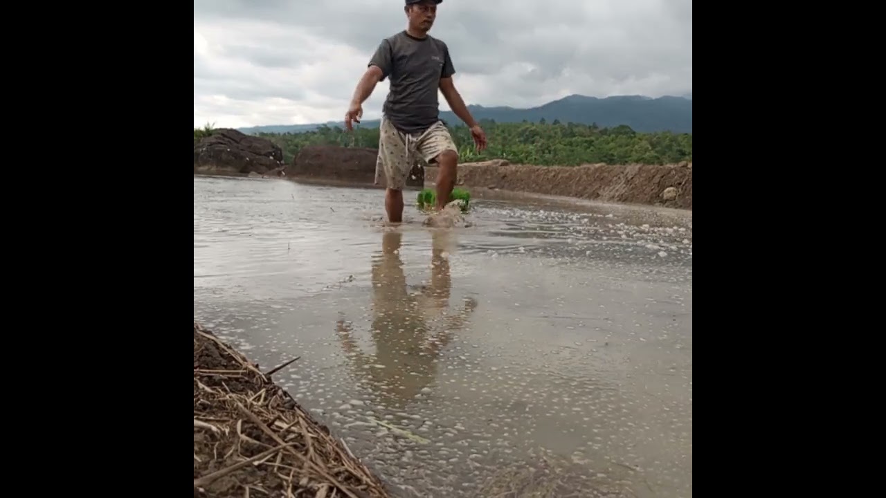 PROSES TAHAPAN PENANAMAN PADI @samsulrijal 