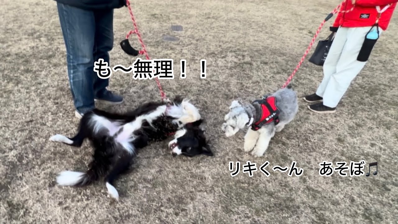 ワンコ達の戯れあい..ヨダレがね😅
