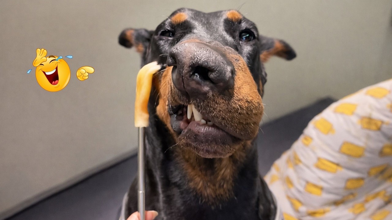 You Can’t Stop Laughing At These Dogs 🤣 FUNNIEST DOGS Video 2026