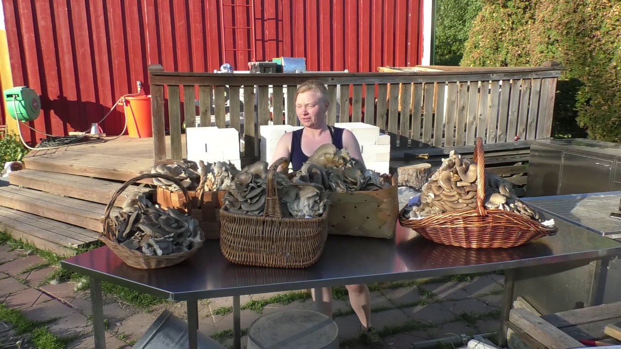 02   Svampodling o jordgubbar
