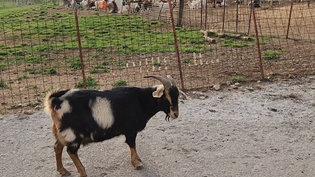 Pink eye in goats