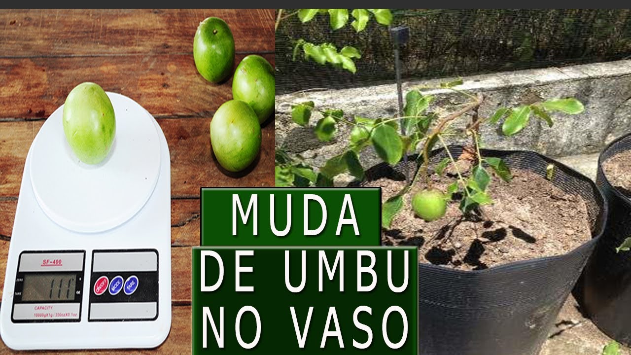 Como fazer muda de umbu, estaquia ou semente