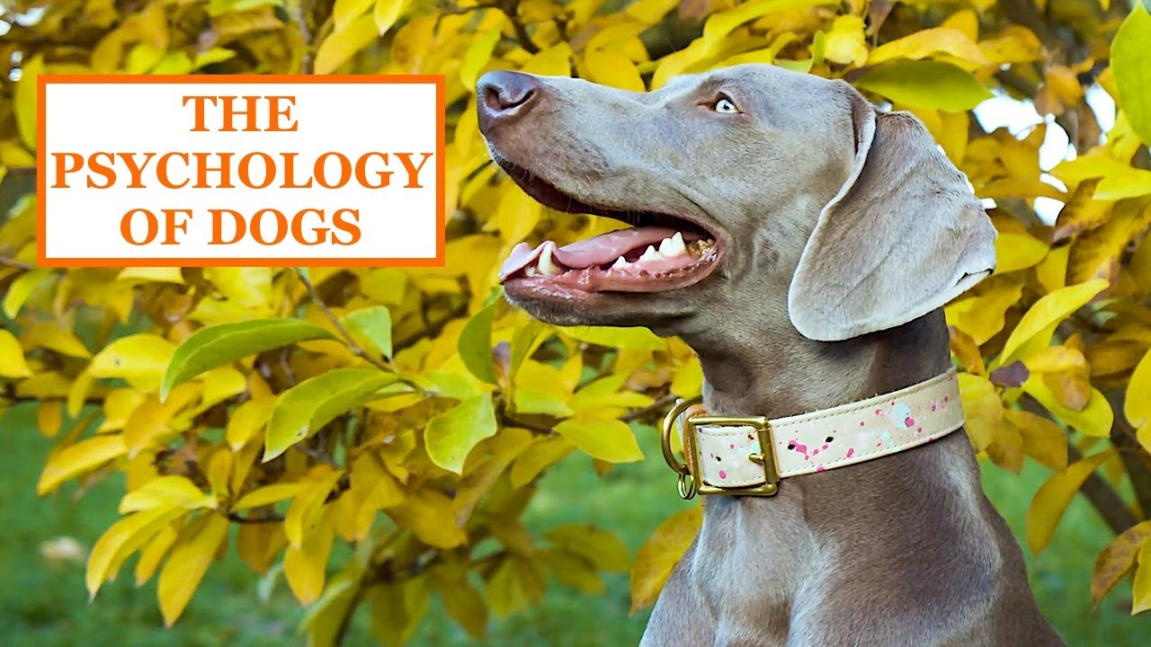 THE PSYCHOLOGY OF DOGS
