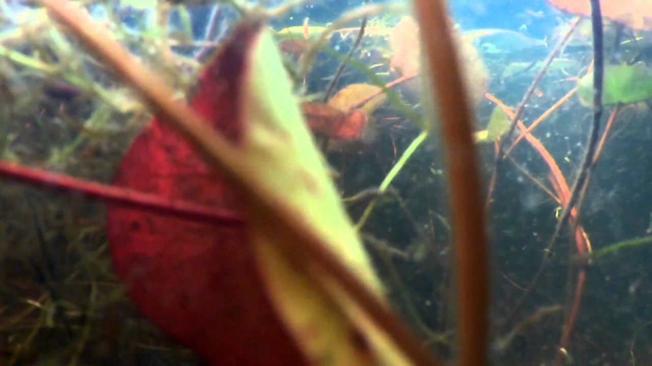 Filming Underwater with my Kodak PIXProSP1 - In an Isolated Pond
