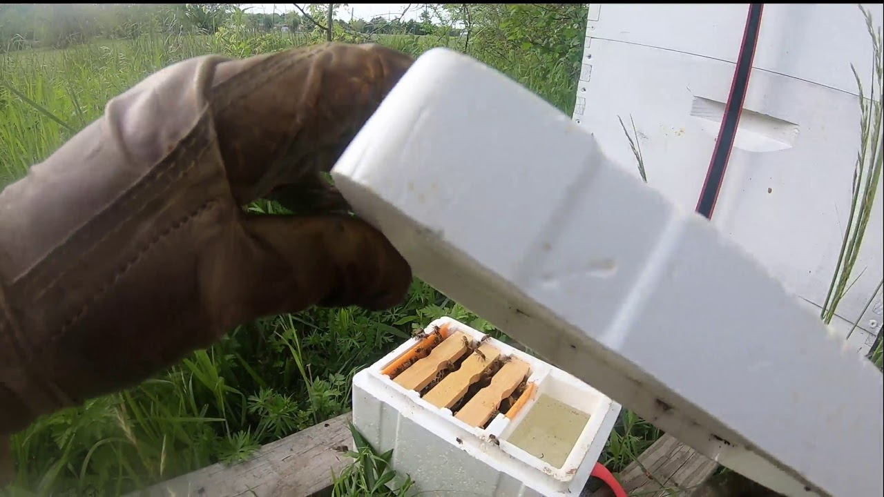 Checking the mini mating nuc  Beginning beekeeping in Texas