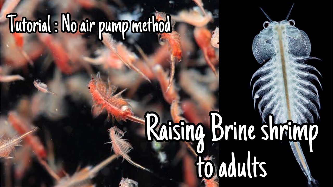 How to raise baby brine shrimp to adult | no air pump | DYI tutorial HD