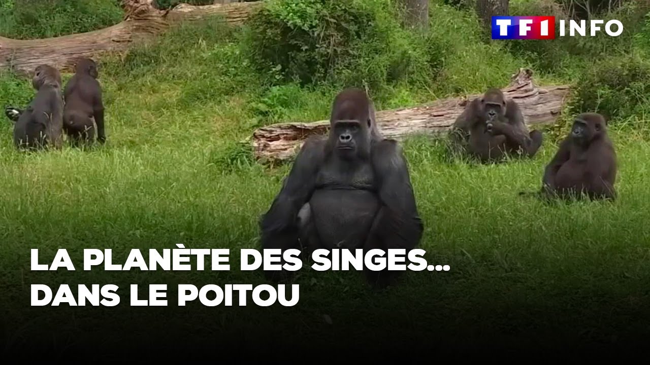 La plan&egrave;te des singes... dans le Poitou