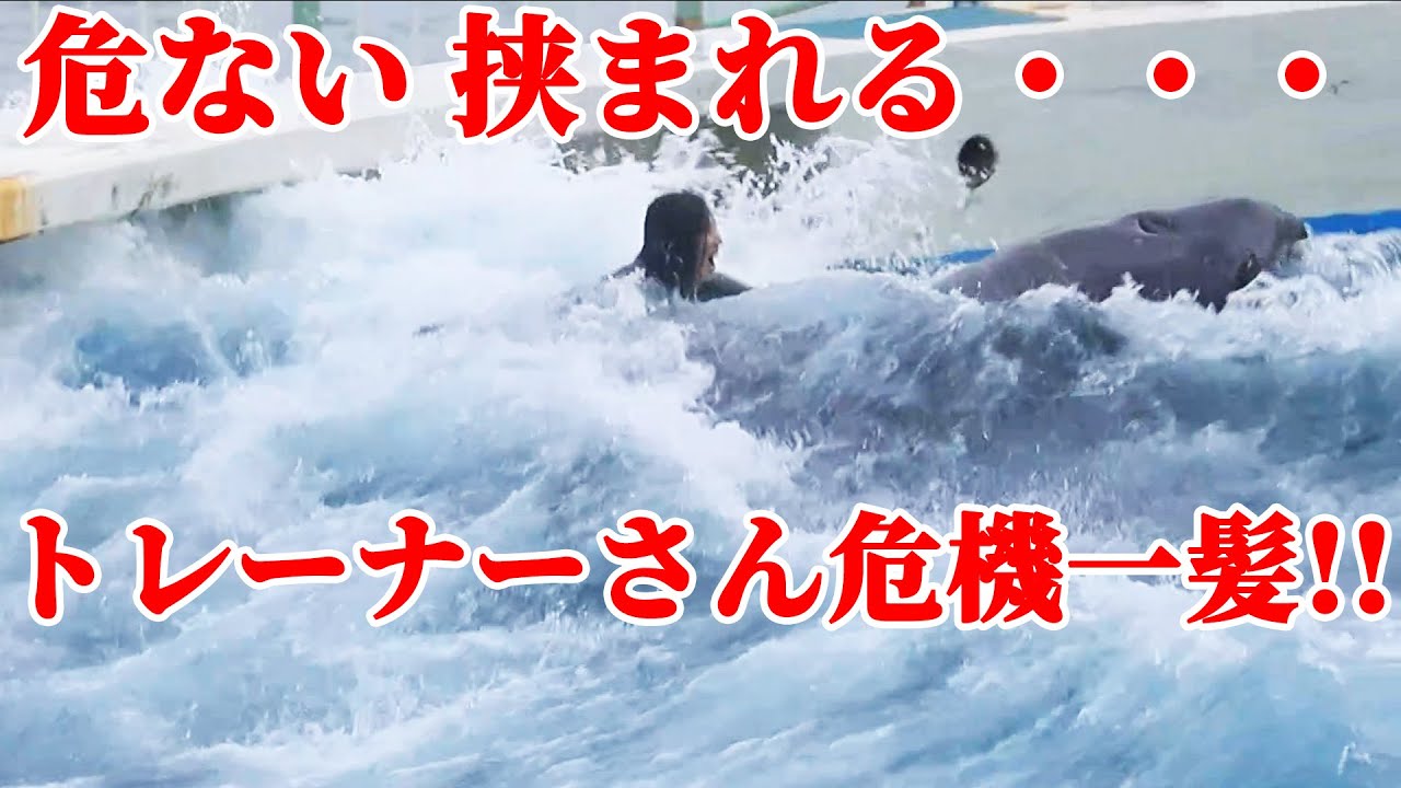 【アクシデント】パフォーマンス中シャチから転落・・・危機一髪!! 鴨川シーワールド シャチショー KamogawaSeaWorld  orca killerwhale