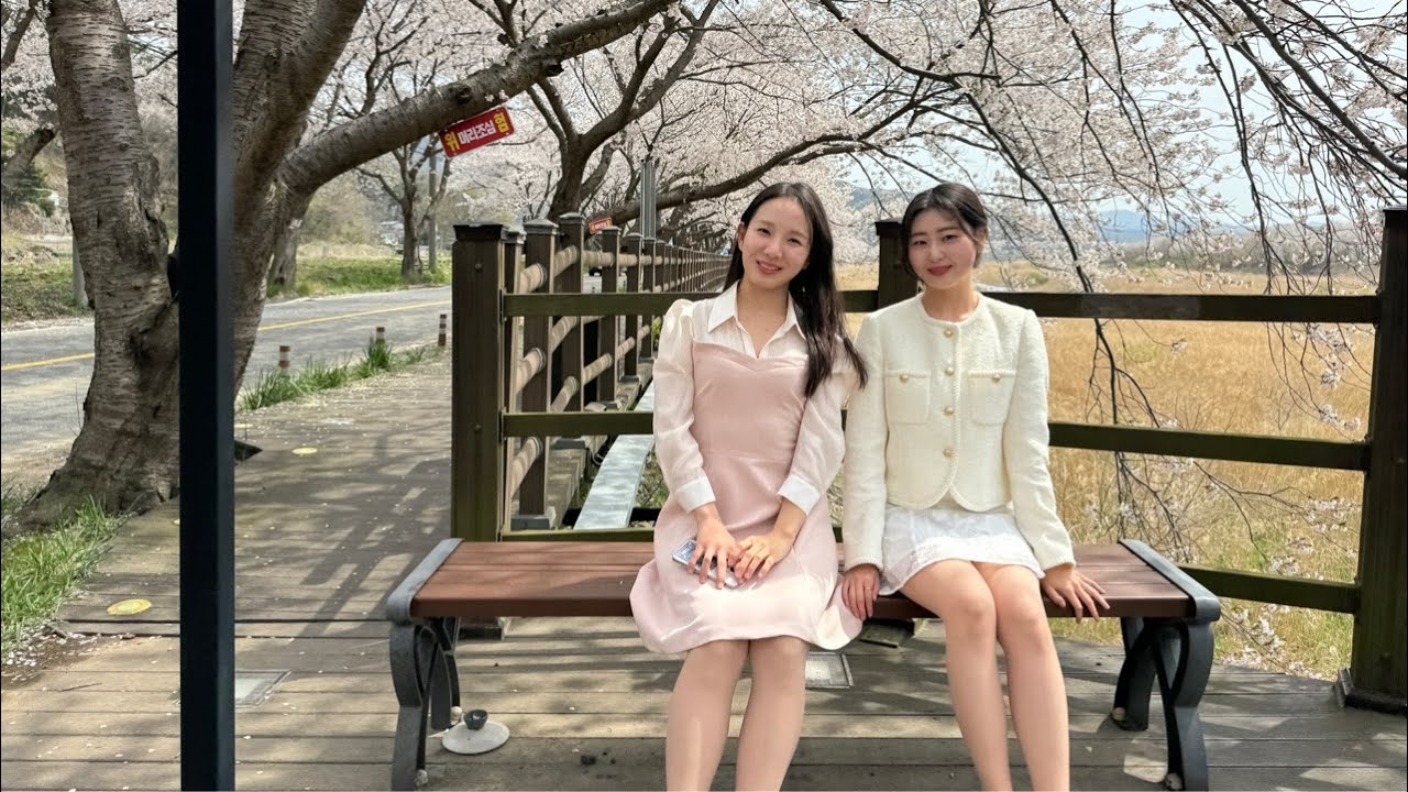 벚꽃 보러 주산면 왔다 생긴 일….🌸