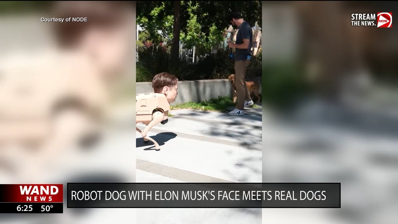 Robot dog with Elon Musk's face freaks out real dogs across San Francisco
