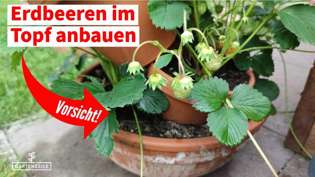7 Fehler bei der K&uuml;belhaltung von Erdbeeren [und wie du sie vermeiden kannst]