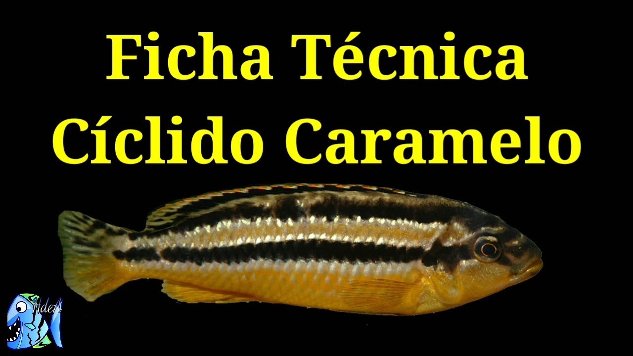 Ficha Técnica Cíclido Caramelo (Melanochromis auratus)