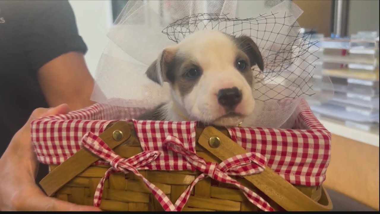 Clear the Shelters: Liberty County Animal Services