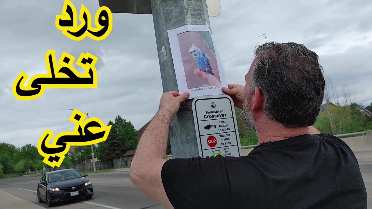 حطيت أعلانات بكل مكان إن شاء الله يرجع ورد🤲