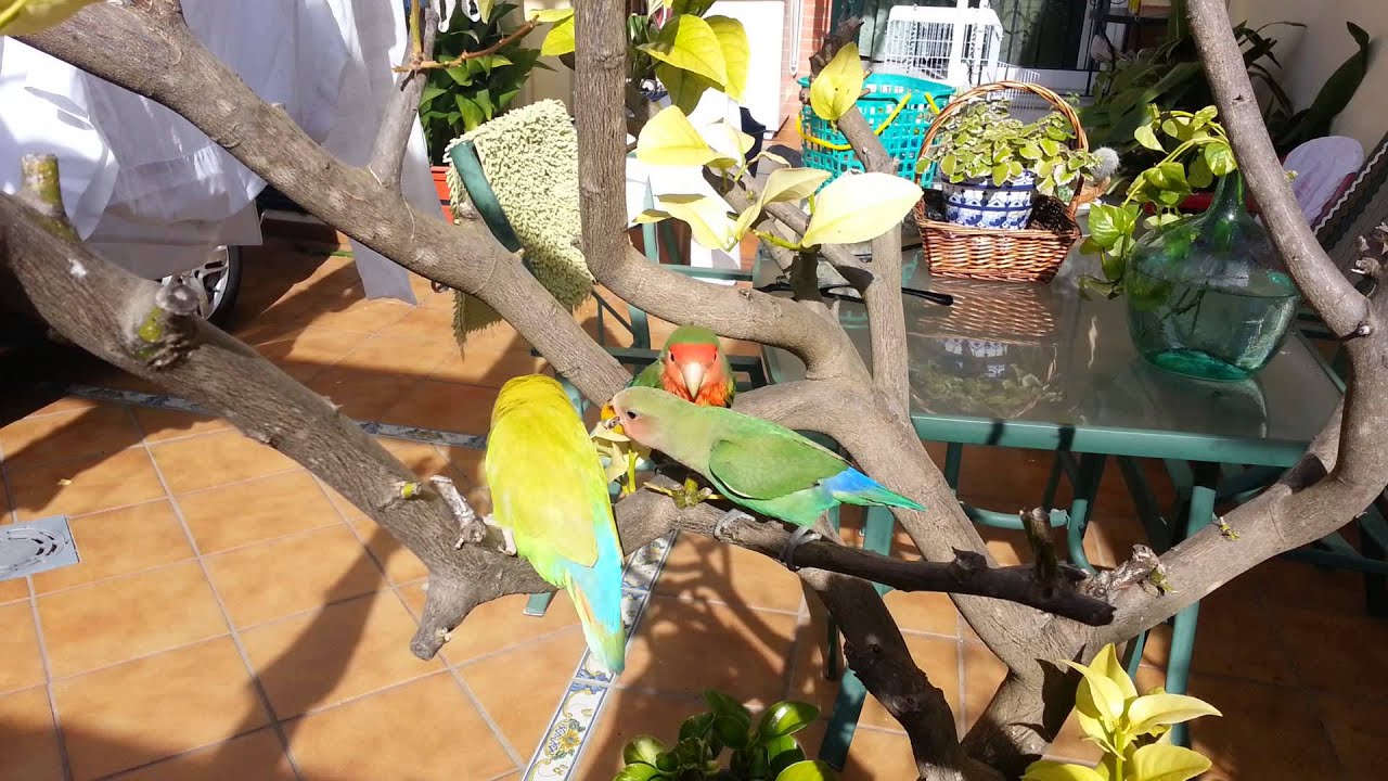 Mis inseparables tomando el sol.