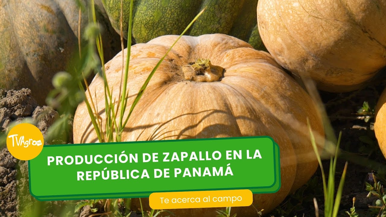 Producci&oacute;n de Zapallo en Panam&aacute; - TvAgro por Juan Gonzalo Angel Restrepo