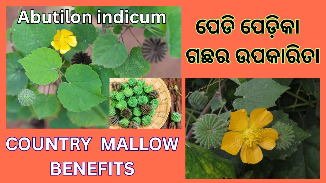 ପେଡି ପେଡ଼ିକା ଗଛର ଉପକାରିତା || Country Mallow Benefits || Abutilon indicum || Atibala