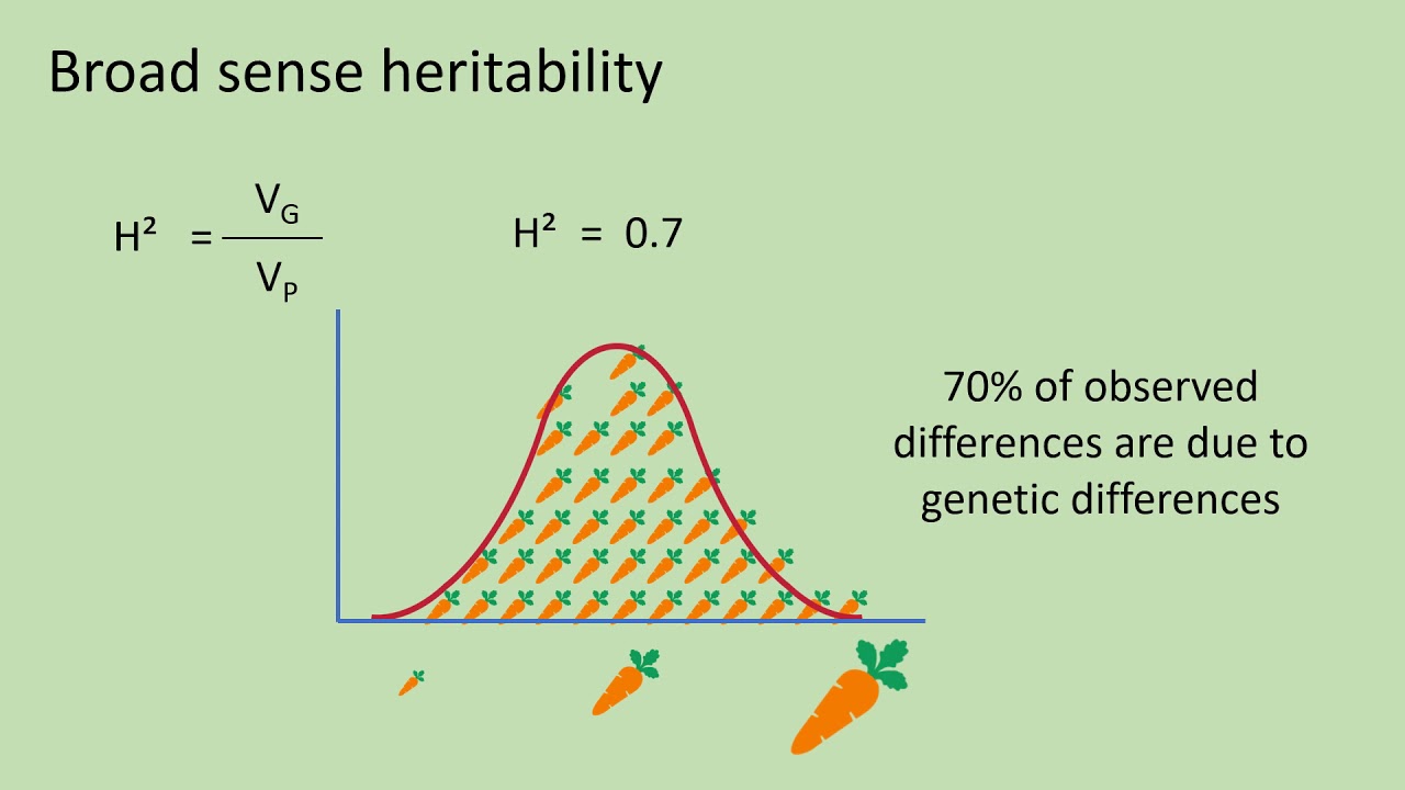Quantitative genetics 3 - Broad sense heritability