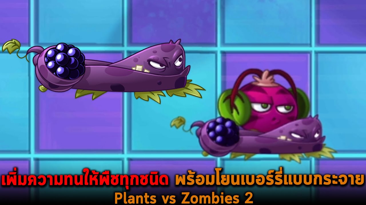เพิ่มความทนให้พืชทุกชนิด พร้อมโยนเบอร์รี่แบบกระจาย  Plants vs Zombies 2