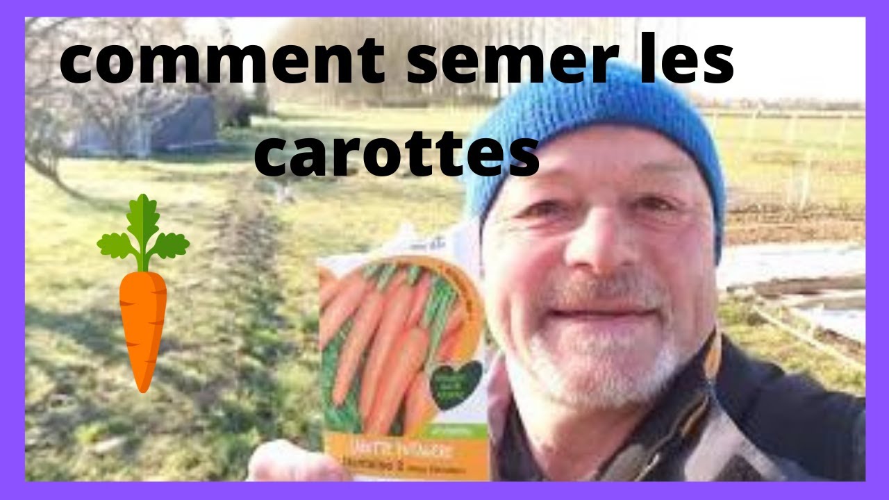 comment semer les carottes à la semoule