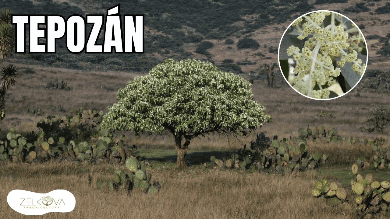 ÁRBOL TEPOZÁN: Pequeño Héroe Ecológico de los Bosques Mexicanos I Buddleja cordata